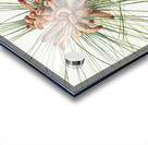 Large Purple Fringe–Orchid Habenaria grandiflora 1926 Acrylic print