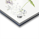 Blue Phlox Phlox divaricata 1917 Acrylic print