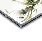 White Thistle Cirsium hookeranum Acrylic print