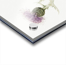 Prairie Thistle Cirsium undulatum 1923 Acrylic print