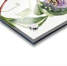 Maypop Passiflora incarnata 1926 Acrylic print