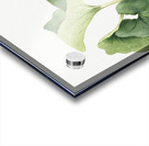 Maypop Passiflora incarnata 1926 Acrylic print