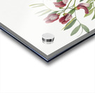 Wild Pea Lathyrus decaphyllus 1938 Acrylic print