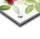 Bourgeau Rose Rosa bourgeauiana 1920 Acrylic print