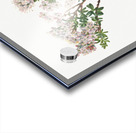 Sand Myrtle Leiophyllum lyoni 1930  Acrylic print