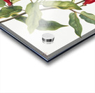 Crossvine Anisostichus capreolatus 1925 Acrylic print