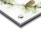 Western Larch Larix occidentalis 1923 Acrylic print