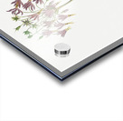 The American Cowslip Acrylic print