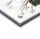 The Narrow–Leaved Kalmia Acrylic print