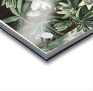 The Passiflora Cerulea Acrylic print