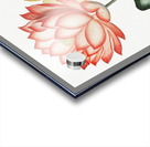 The Sacred Egyptian Bean Acrylic print