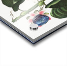 The Quadrangular Passion Flower  Acrylic print