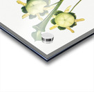 Pitcher Plant Acrylic print