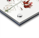 The Chinese Limodoron  Acrylic print