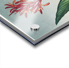 Indian Reed  Acrylic print