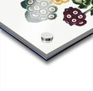 A Group of Auriculas Acrylic print