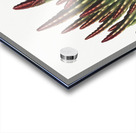 The Maggot–Bearing Stapelia Acrylic print