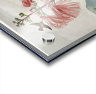 Large–Flowering Sensitive Plant Acrylic print