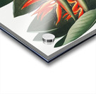 The Queen Plant Acrylic print