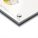 Pappagallo detto cacatua con cresta gialla Cockatoo Acrylic print