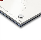 Pappagallo detto arara rossa del Brasile Macaw Acrylic print