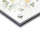 White burnet roses Acrylic print