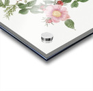 Dog rose in bloom Acrylic print