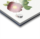 Simple-Flowered French Rose Acrylic print