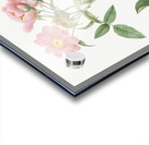 Lady monson rose in bloom Acrylic print