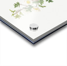 Scotch rose in bloom Acrylic print