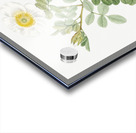 Macartney Rose Acrylic print