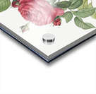 Red gallic rose Acrylic print