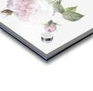 Vintage rosa alba Acrylic print