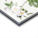 White flowered rose Acrylic print