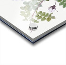 White flowered rose Acrylic print