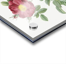 Blooming red postrland rose Acrylic print