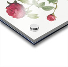 Agatha rose in bloom Acrylic print