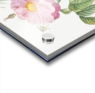 Speckled provins rose Acrylic print