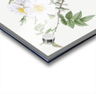 Blooming white rosebush Acrylic print