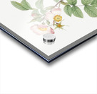 Beautiful field rose Acrylic print