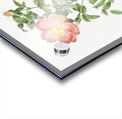 Pink provins rose Acrylic print