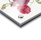 Blooming purple roses Acrylic print