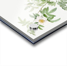 White rose shrub Acrylic print