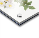 White rosa collina rose Acrylic print