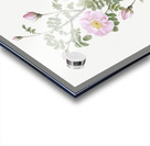 Pink scotch briar rose Acrylic print