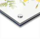 Yellow sweetbriar roses Acrylic print