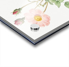 Vintage Musk rose Acrylic print