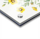 Vintage Rosa persica rose Acrylic print