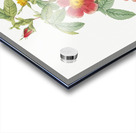 Blooming single may rose Acrylic print