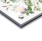 Vintage malmedy rose Acrylic print